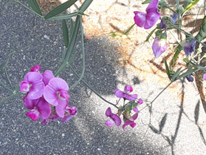 07-26