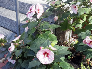 08-27