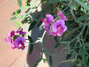 07-20